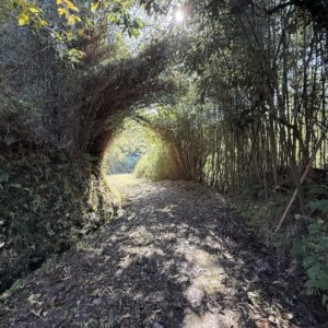 物件へ向かう道路③